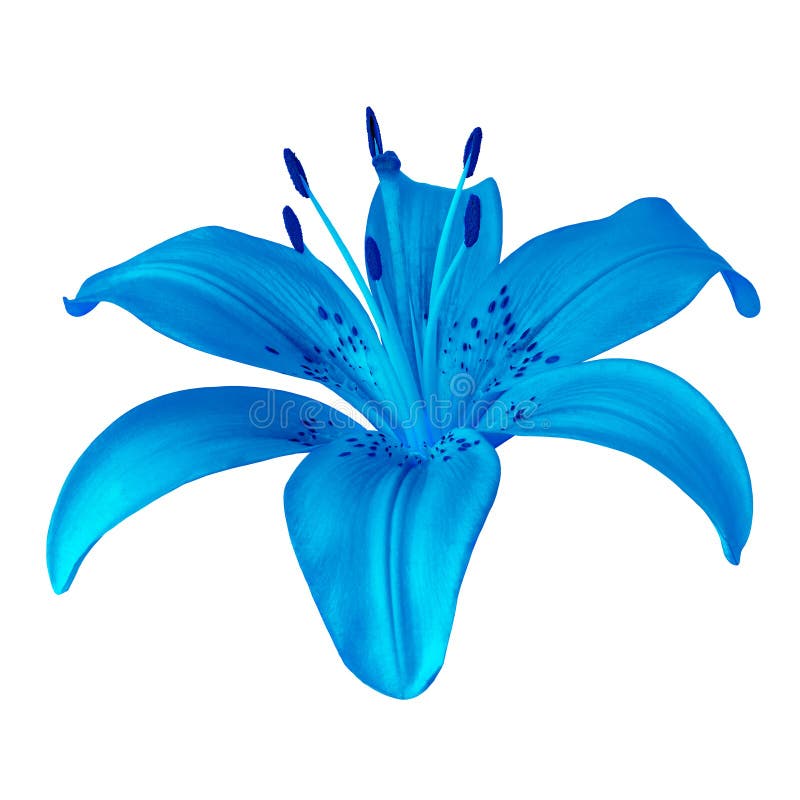 Blue lilies deals