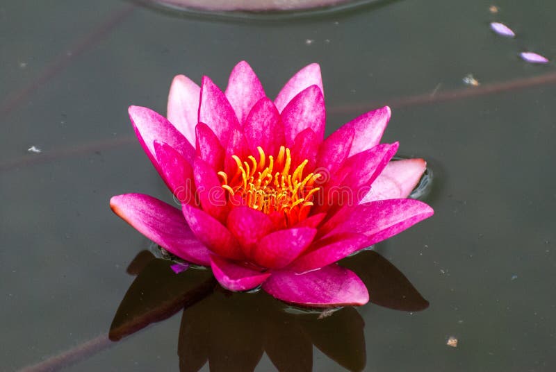 Flower of blue lotus stock image. Image of aquatic, beauty 172310781