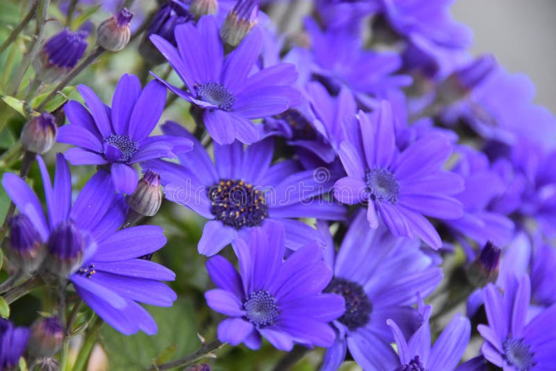 Flower, Plant, Blue, Purple Picture. Image 116331954
