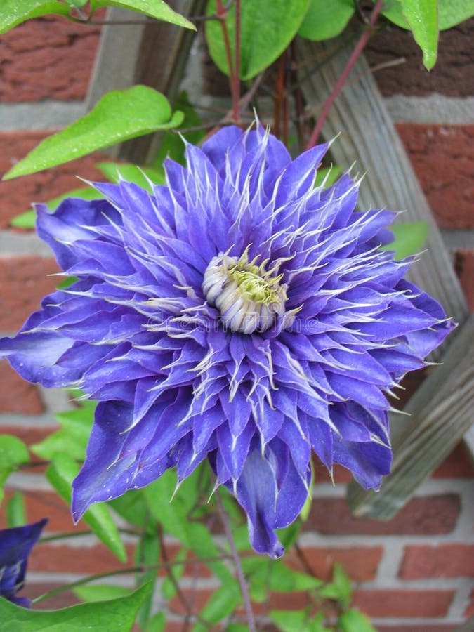 Flower, Plant, Blue, Purple Picture. Image 115877931
