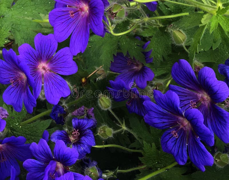 Flower, Blue, Plant, Purple Picture. Image 127904889