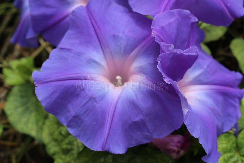 Flower, Blue, Plant, Purple Picture. Image 134765420