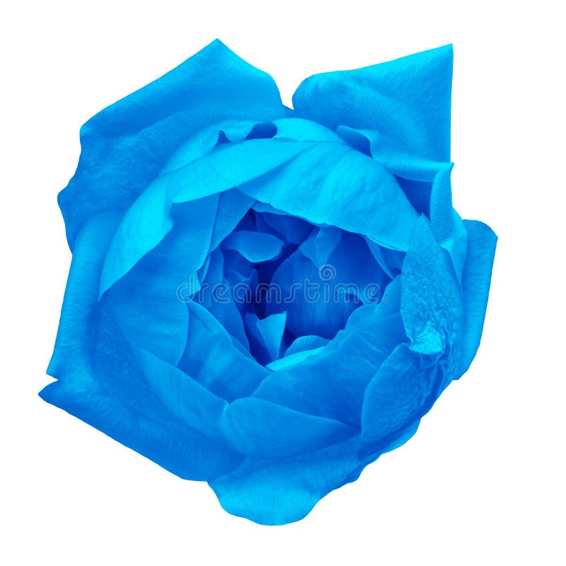 A Blue Rose Flower Isolated on a White Background. Closeup Stock Photo