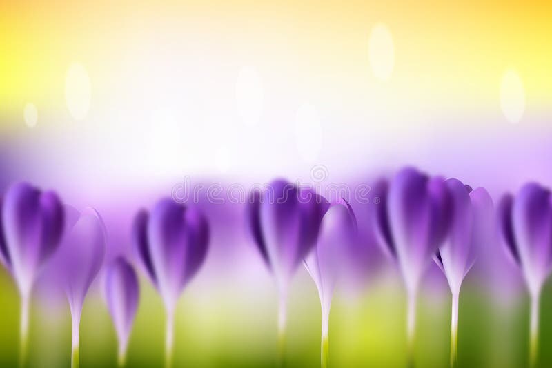 Flower blurred spring background