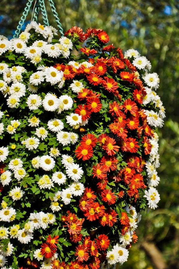 bride flower bokeh bride flower bokeh