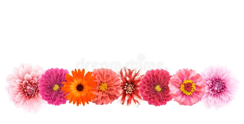 Flower Border Stock Photo Image Of Floral Flower Bright 3566532