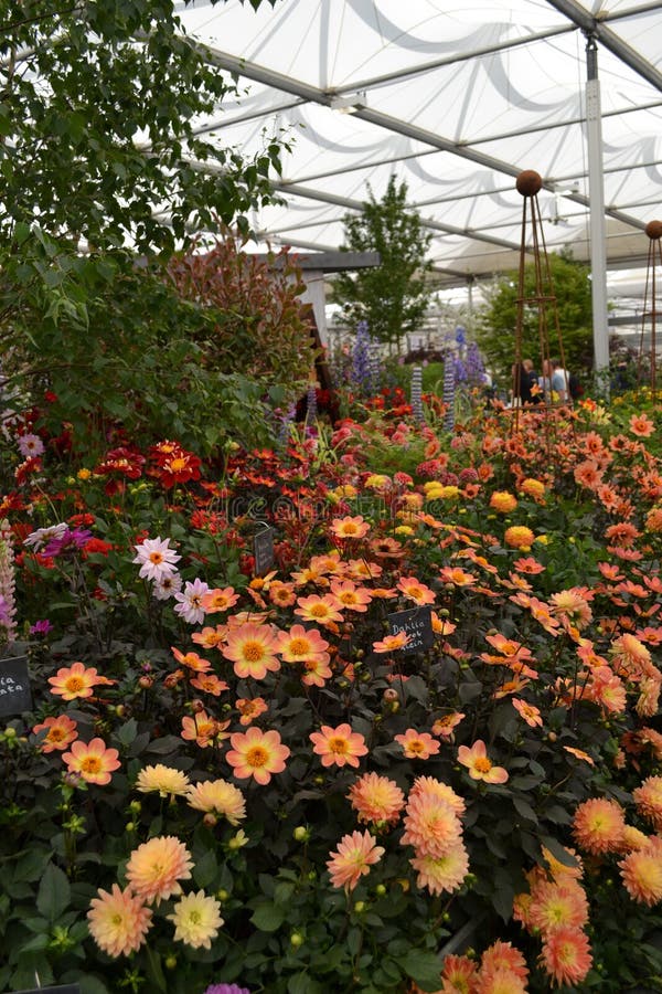 Flower border arranged by different kinds of dahlias stock image Flower border arranged by different kinds of dahlias stock image