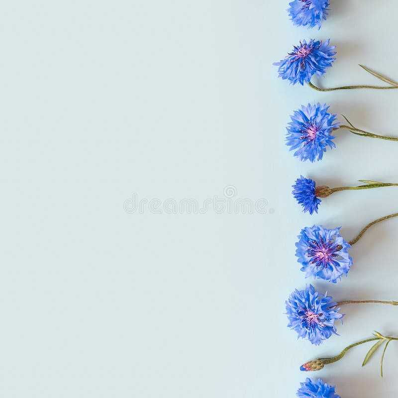 Flower border of blue flowers on a pastel blue background. Top view, copy space. Empty space for a text or beauty product. Lifestyle, square photo