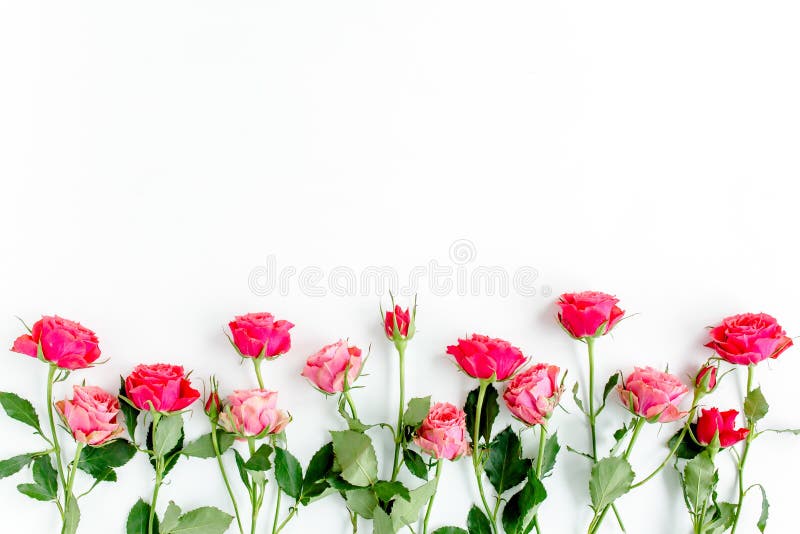 Flower border frame made of red roses on white background with copy space for text. Valentine`s background. Floral