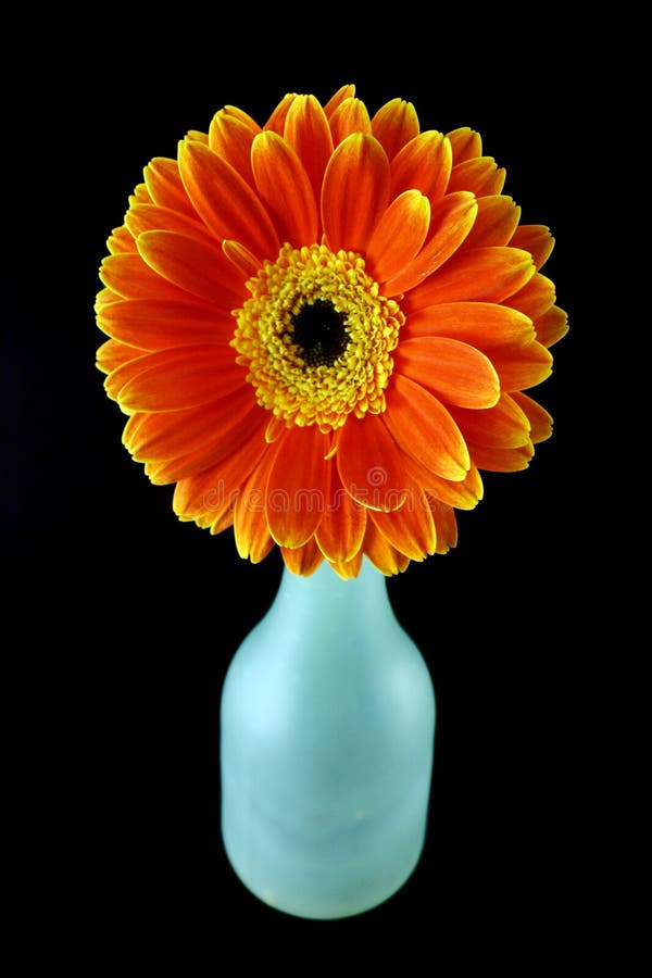 Flower and a bottle