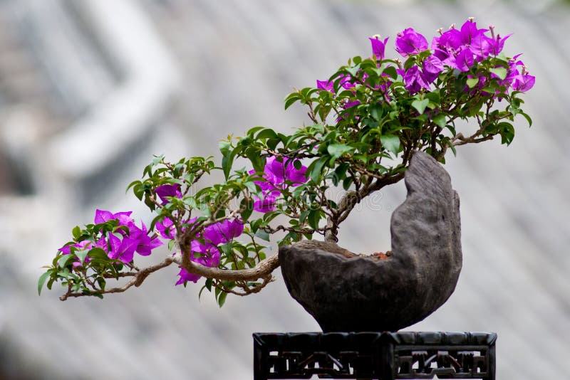552 Bougainvillea Bonsai Stock Photos Free & RoyaltyFree Stock
