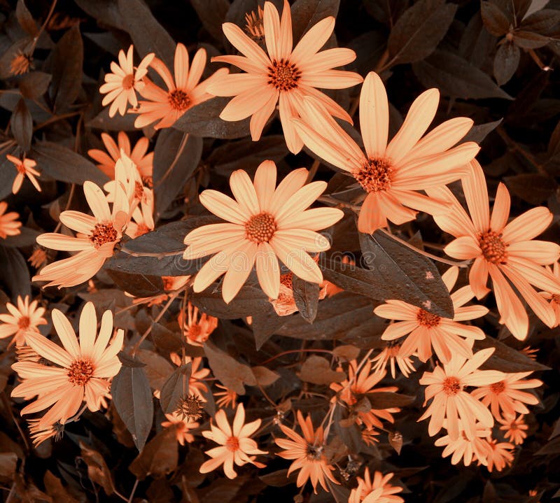 Flower Bouquet