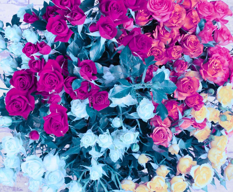 Flower bouquet background. Pink magenta and blue roses