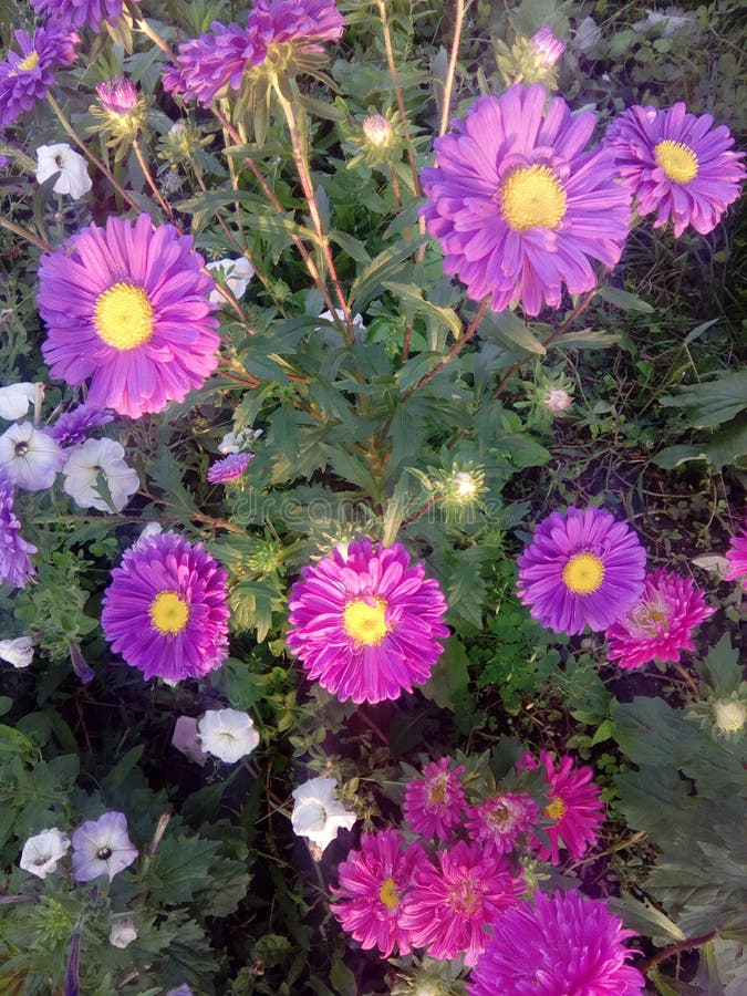 Flower bouquet rose daisy garden nature violet purple stock photography Flower bouquet rose daisy garden nature violet purple stock photography