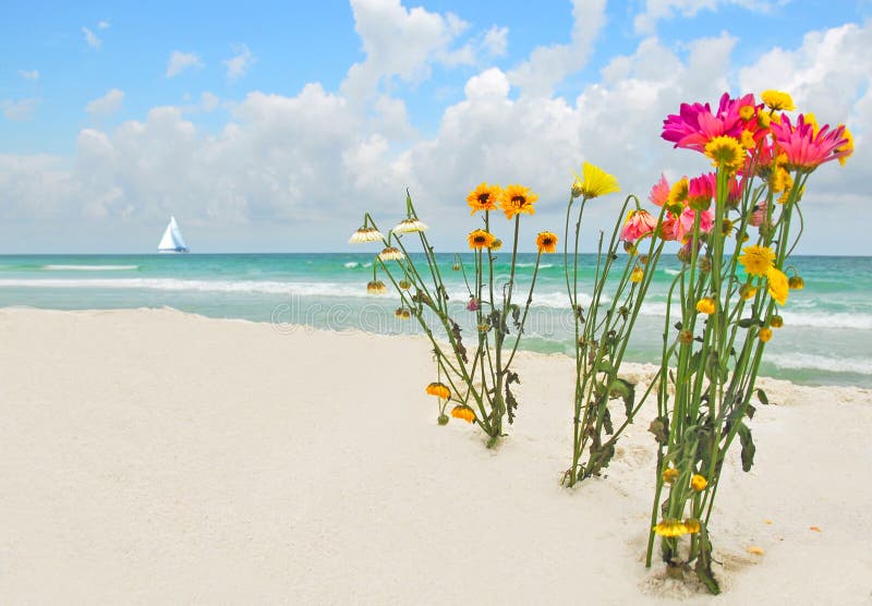 Red flower on beach stock image. Image of empty, color 5956247
