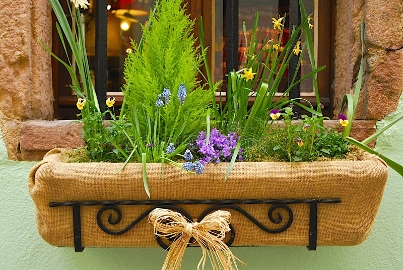 15+ French Window Box Flowers