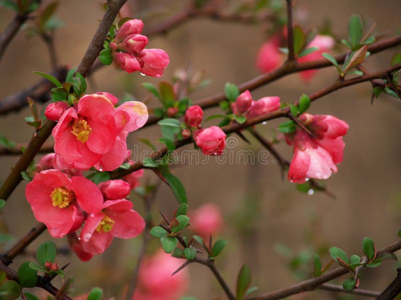 Flower branch