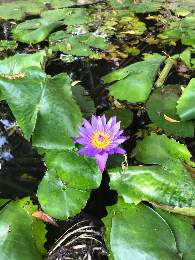Flower breath stock photo. Image of lover, violet, flower 170187068