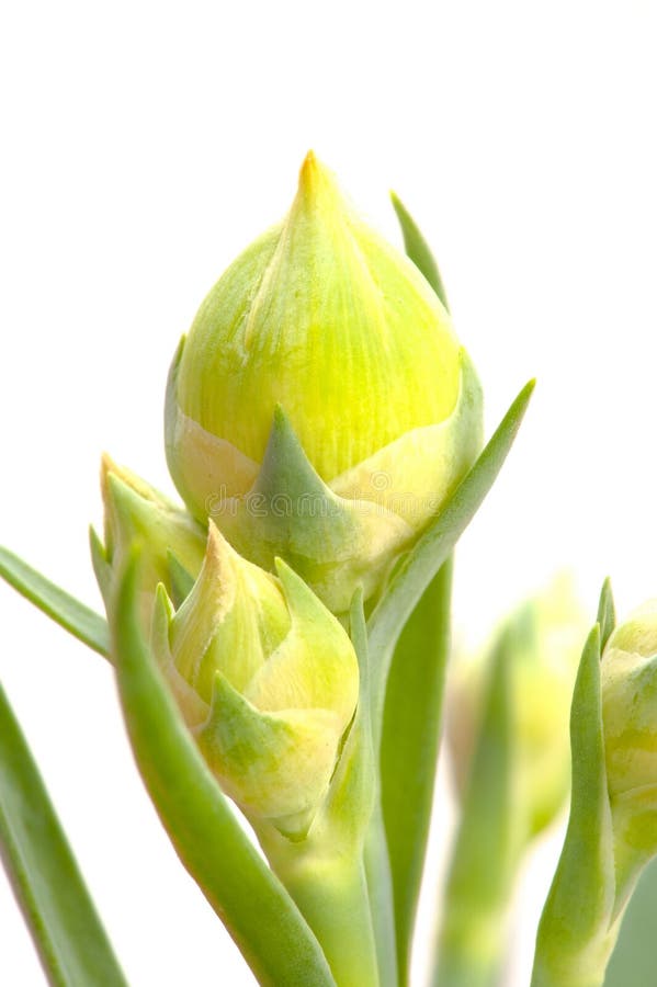Flower Bud stock photo. Image of fresh, leaf, background 16472574
