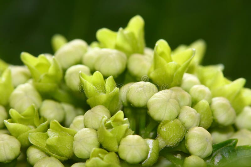 Green flowers stock photo. Image of flowers, green, gardens 13941624