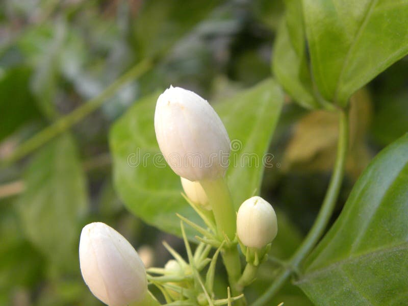 Flower Bud of Jasmine Plant Stock Image Image of blooming, beautiful