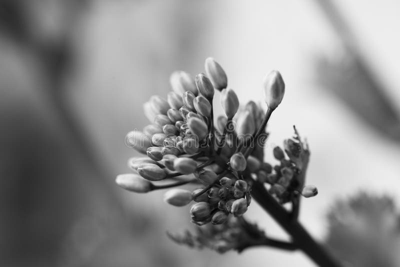 Flower Bud Lettuce Closeup. Stock Image Image of close, plant 71796231
