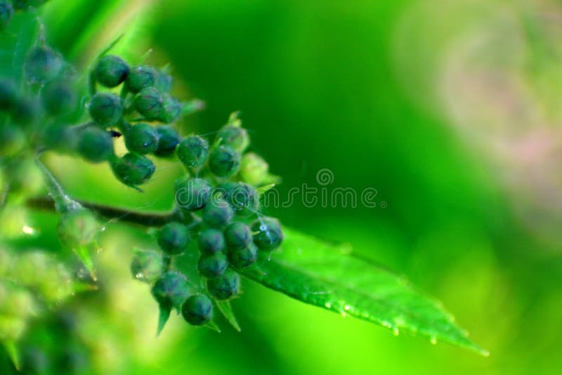 Flower buds stock image. Image of botanical, dense, botanics 5636381