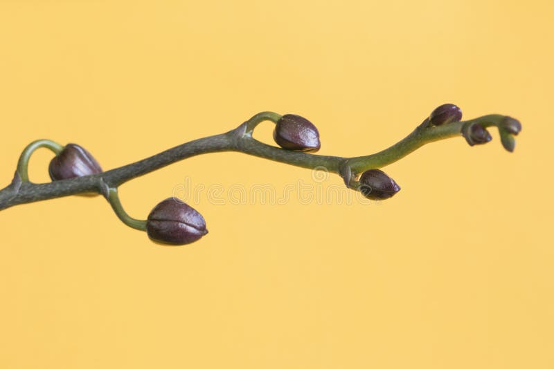 Flower buds branch stock image. Image of natural, plant 251573185