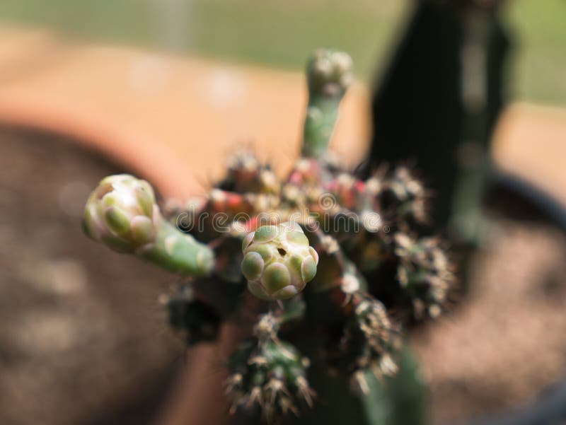 Flower Buds of the Cactus stock image. Image of cultivated 113158099