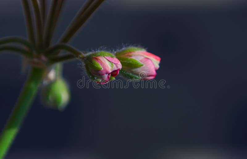 Flower Buds that Have Begun To Open Stock Photo Image of head, copy