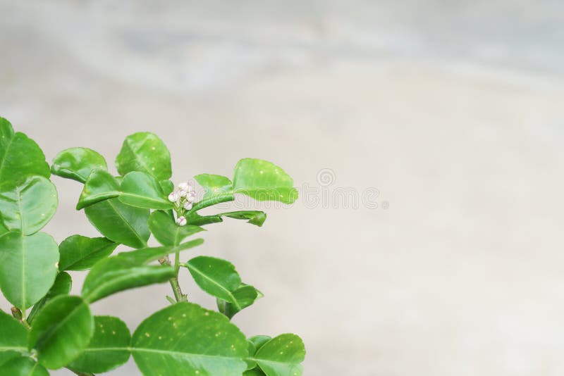Kaffir lime flower buds stock photo. Image of macro 210970510