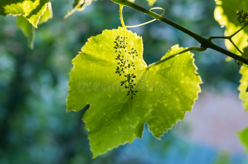 Flower buds and leaves of shoots grapevine spring