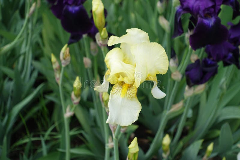 A flower and buds of light yellow Iris germanica stock photos