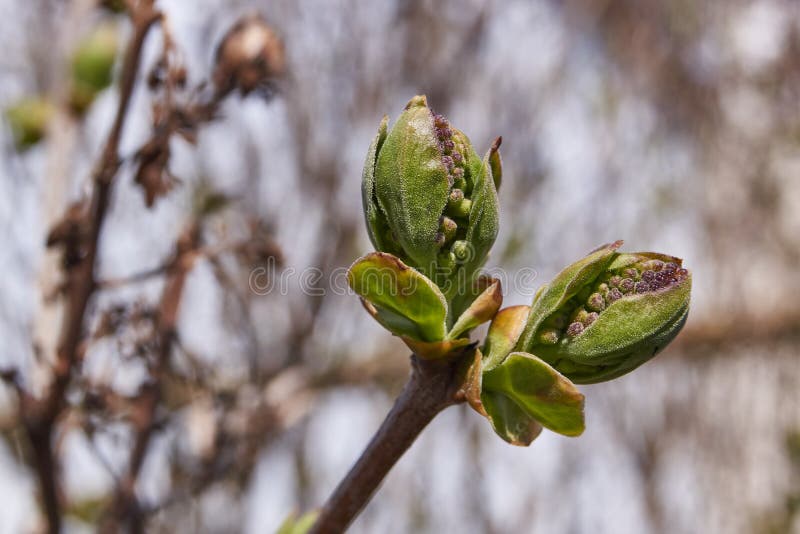 The Flower Buds of the Lilacs Lat. Syringa Vulgaris are Blossoming and ...