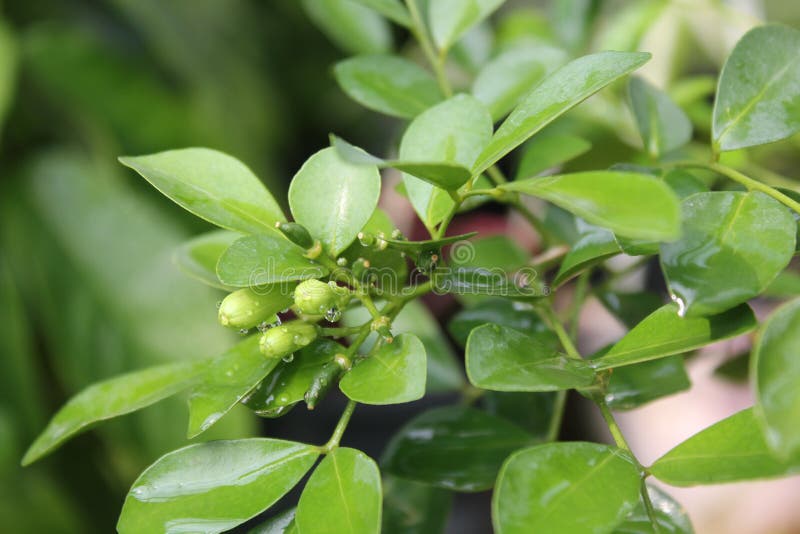  Flower  Buds  And Small Orange  On The Orange  Grove Stock 