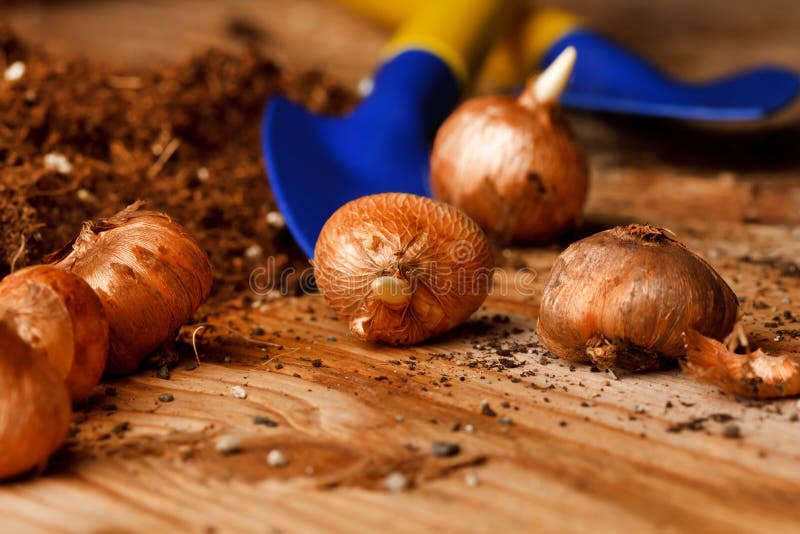 Flower bulbs stock image. Image of closeup, growth, instrument 16672709