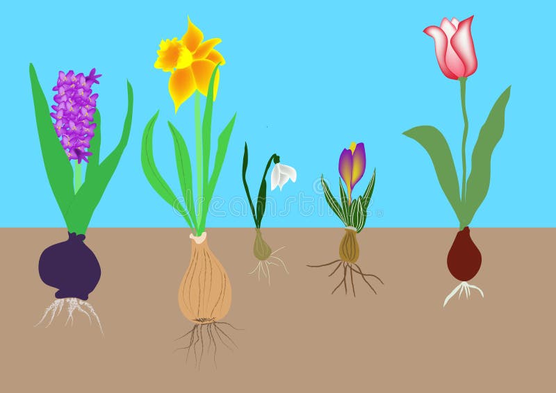 Flower bulbs stock vector. Image of snowdrops, winter 3644315