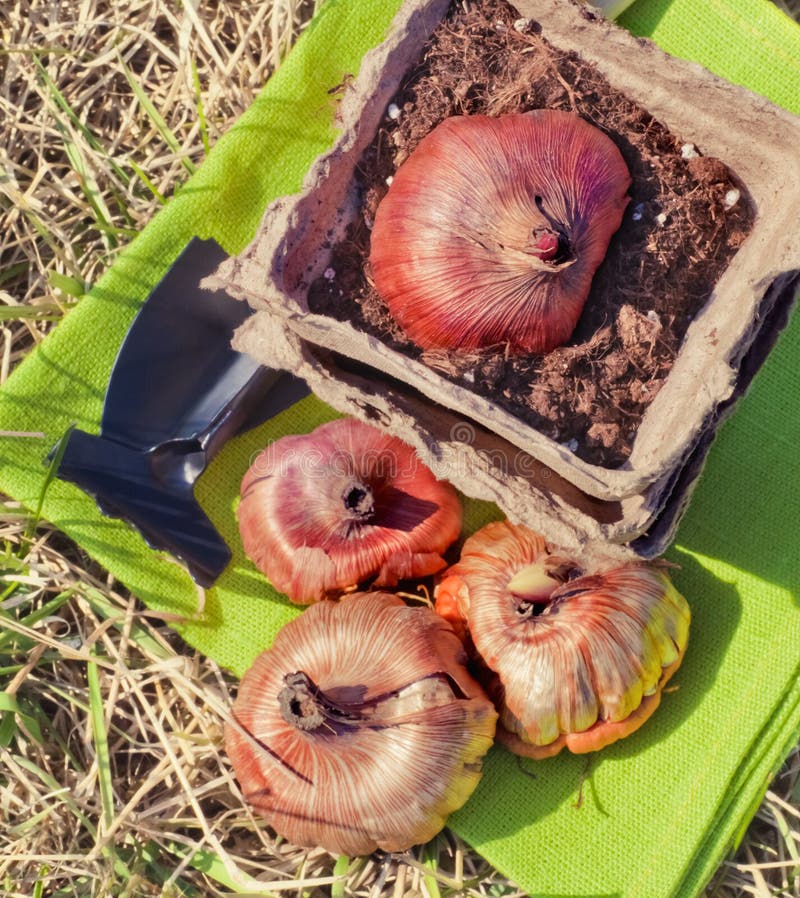 Flower bulbs in pots stock photo. Image of closeup, filled 24295720