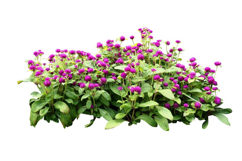 Flower bush tree isolated with clipping path