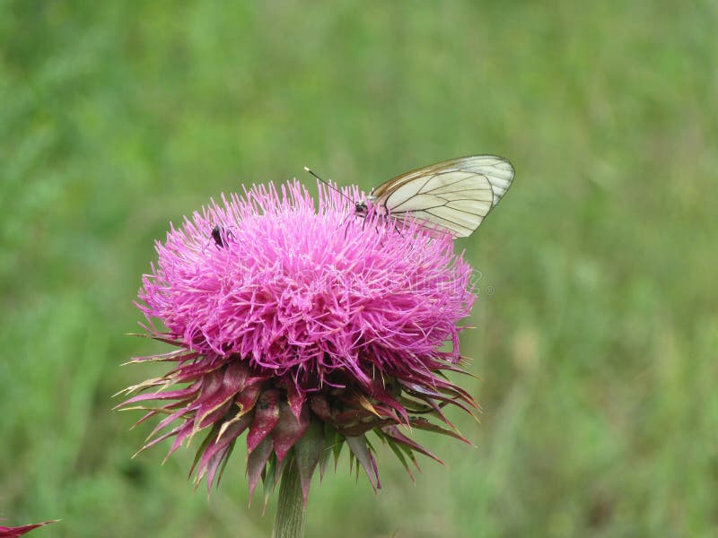 Flower and butterfly stock photo. Image of blooming, blossom 98109858