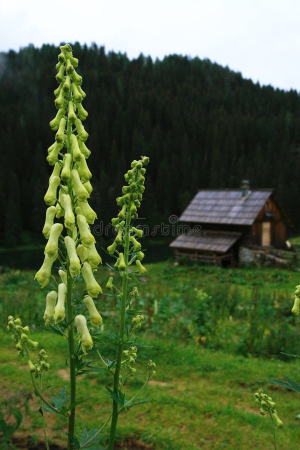 The Flower and the Cabin