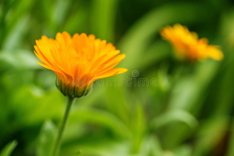Flower Calendula Officinalis in Blooming on Meadow Stock Image Image