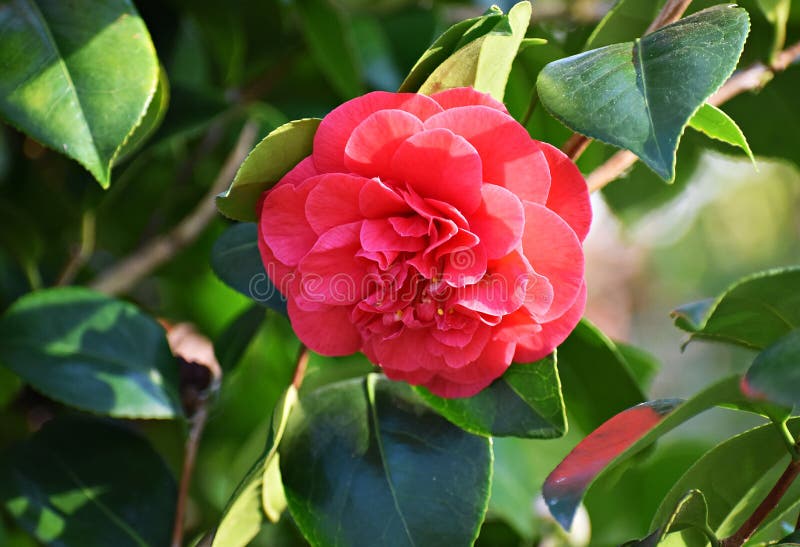 Flower of Camellia Japonica, in the Garden. Stock Image - Image of flora,  colorful: 176686403
