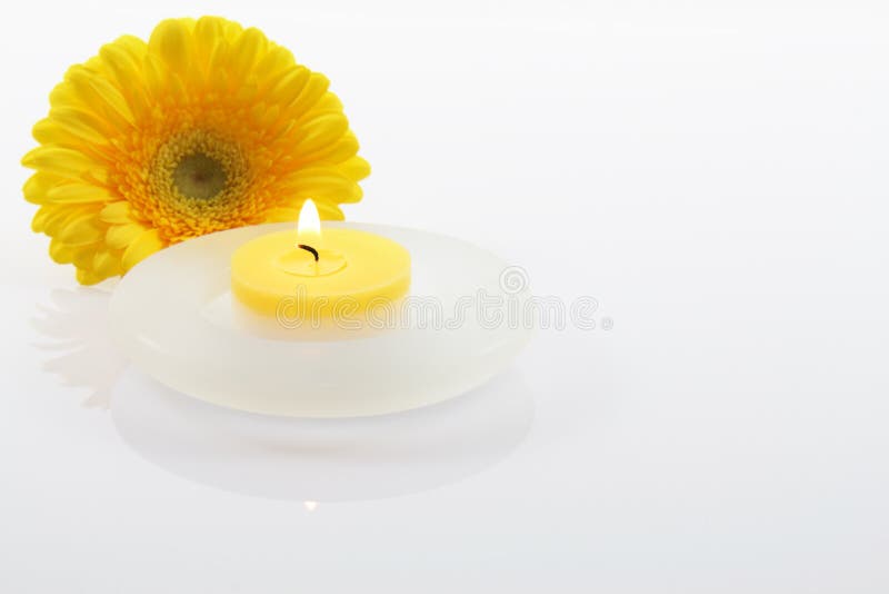Flower with candle stock photo. Image of flower, asteraceae 37894356