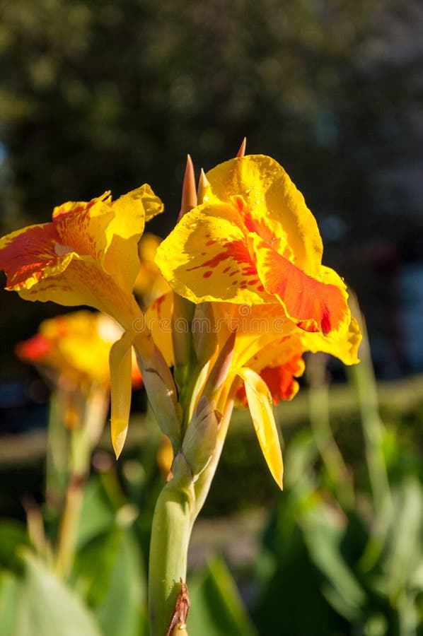 Flower Canna yellow-red