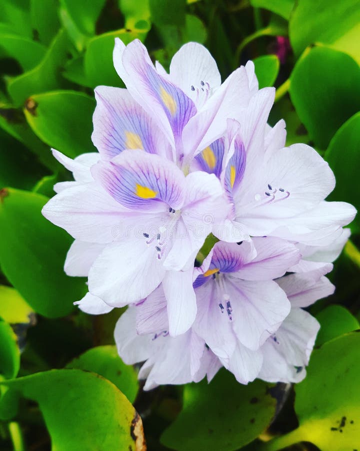 Flower capture stock image. Image of details, flower 102372763