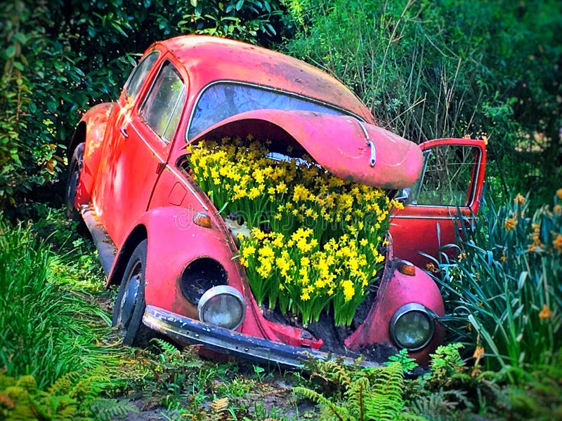 Flower Car Crash stock photo. Image of crash, beetle 186072940