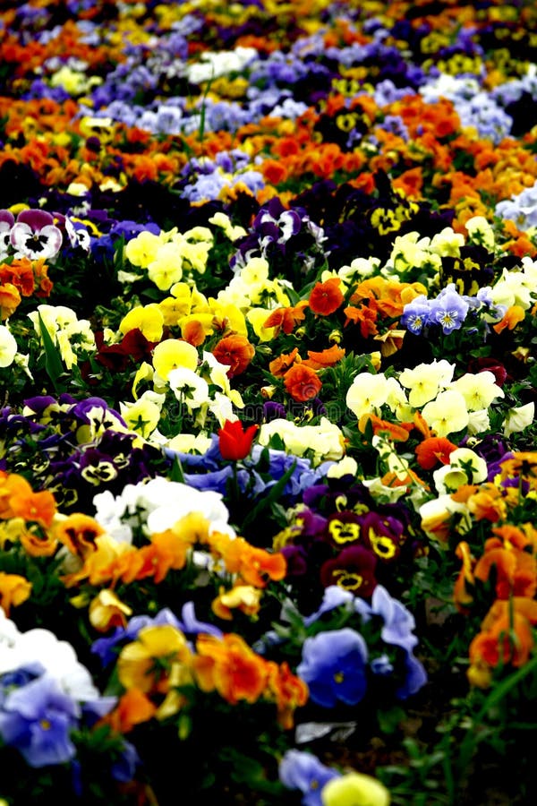 Flower carpet