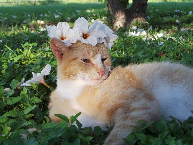 Flower Cat stock photo. Image of orange, cute, spring - 66636364