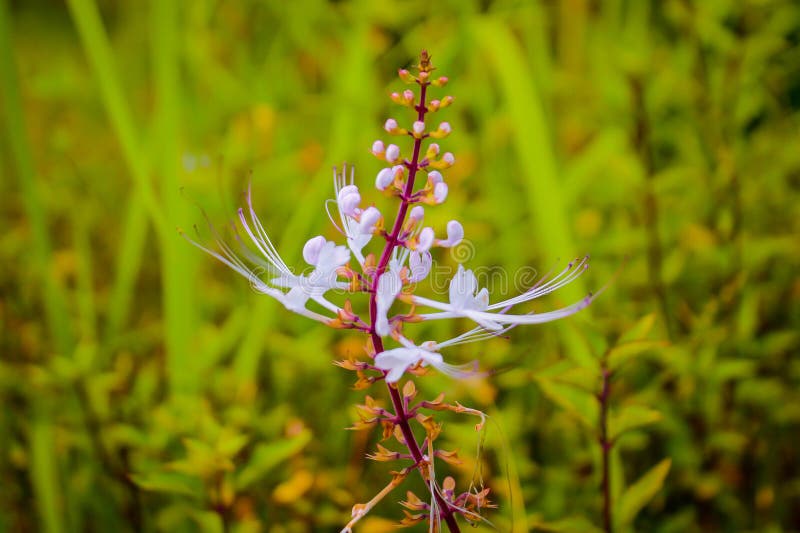 Flower Cat Whiskers Indonesian Stock Image Image of indonesian